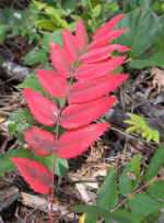 A frond of bright red thorny leaves at Cape Roger Curtis.